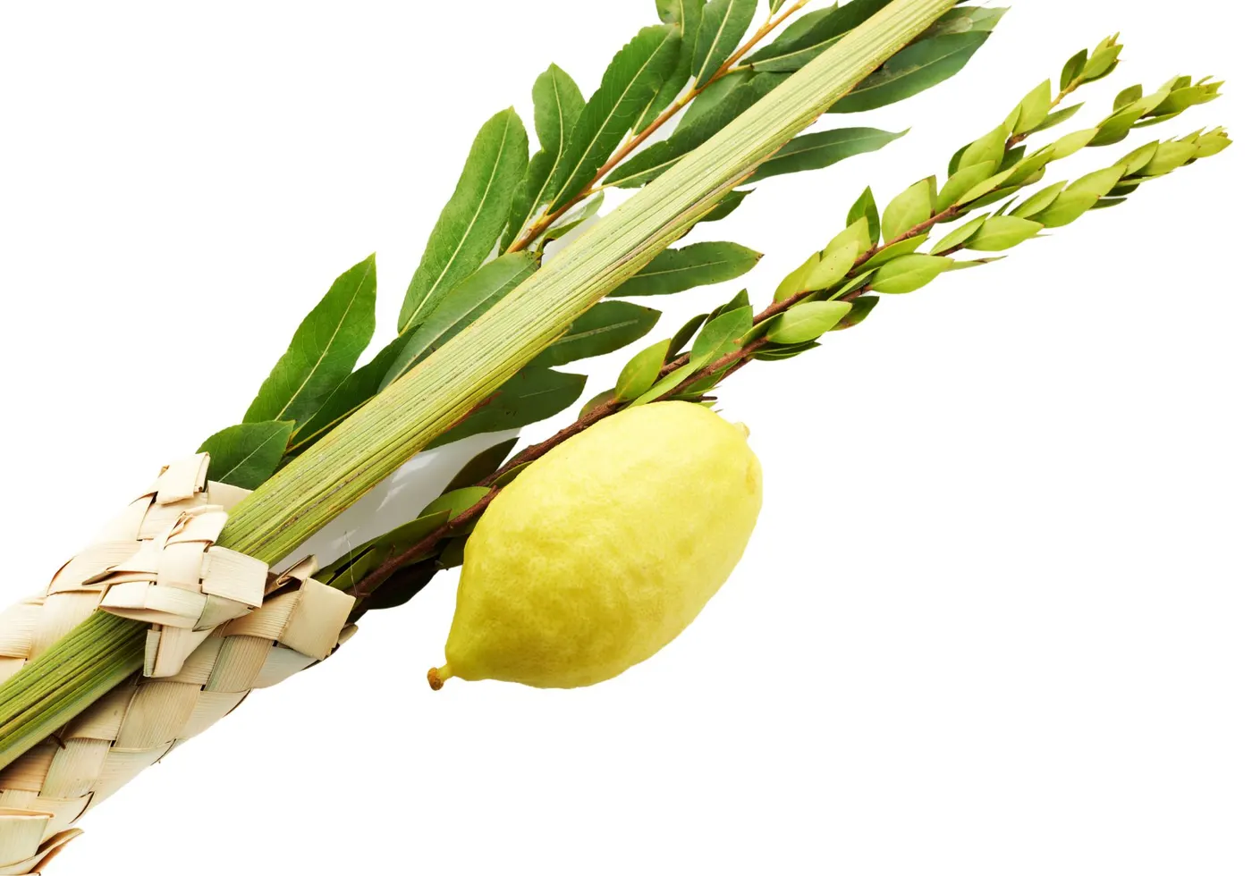 Lulav & Etrog Set — Aleph Aleph (אא)